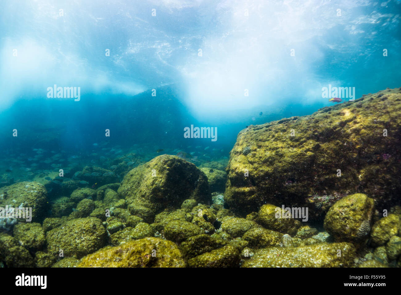 underwater reef scene at Alcatrazes islands, Shore of Sao Paulo state, Brazil Stock Photo