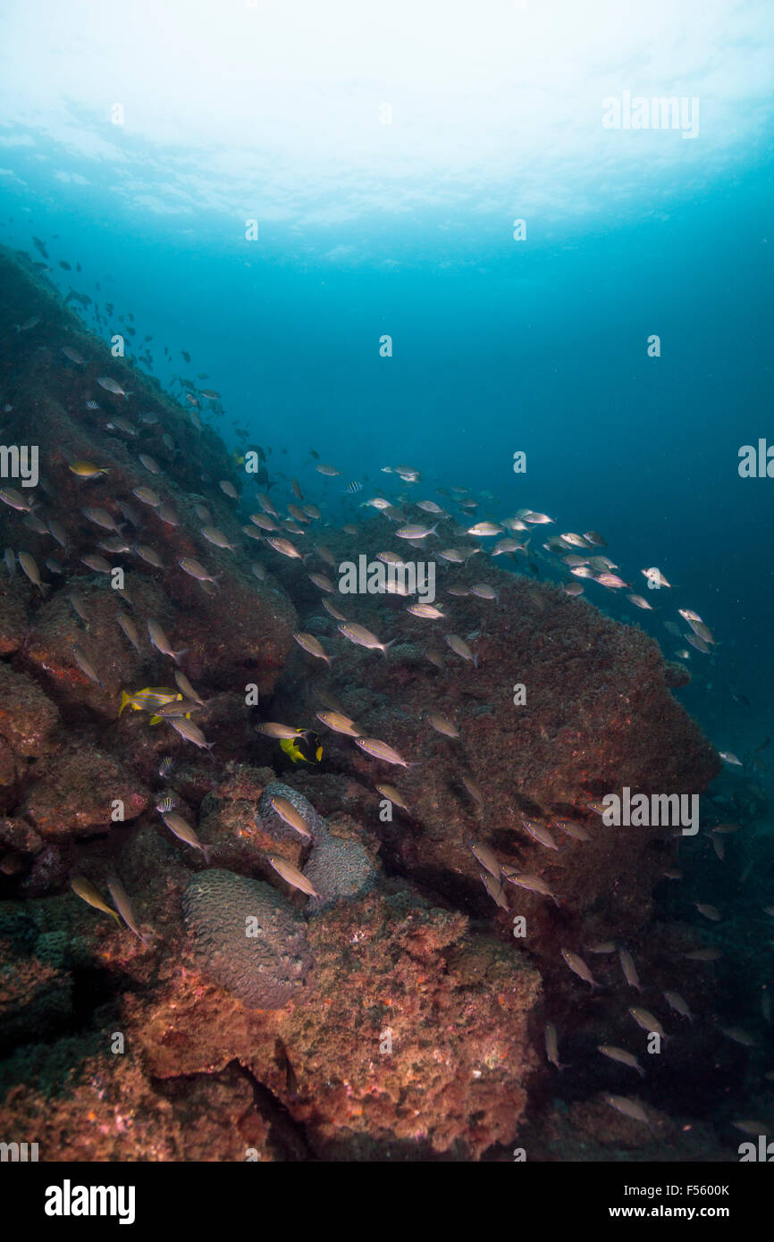 Shoal of fishes near rocky shore coast line underwater Alcatrazes island, São Paulo state shore, Brazil Stock Photo