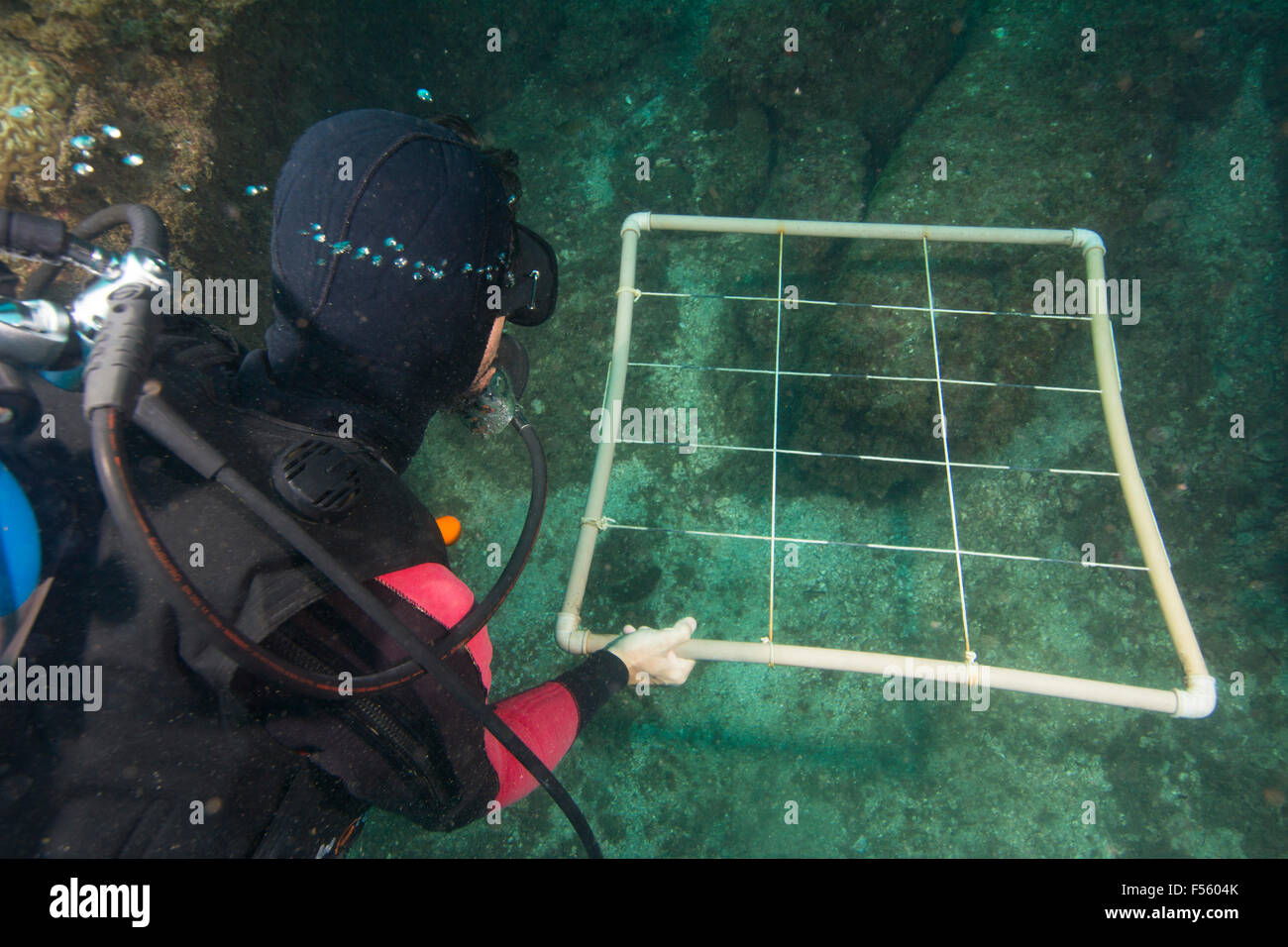 scuba diver scient using photo quadrat to estimate coral cover and data collection with digital camera. Brazil Stock Photo