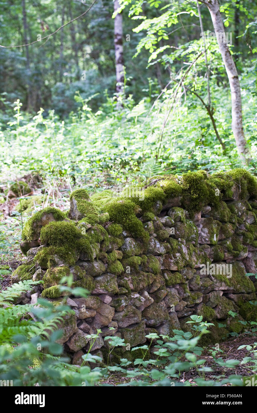Moss covered drystone wall in woodland. Stock Photo