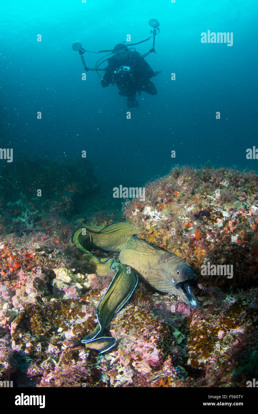 Underwater photographer close to big green moray eel.  Ilhabela, Brazil Stock Photo