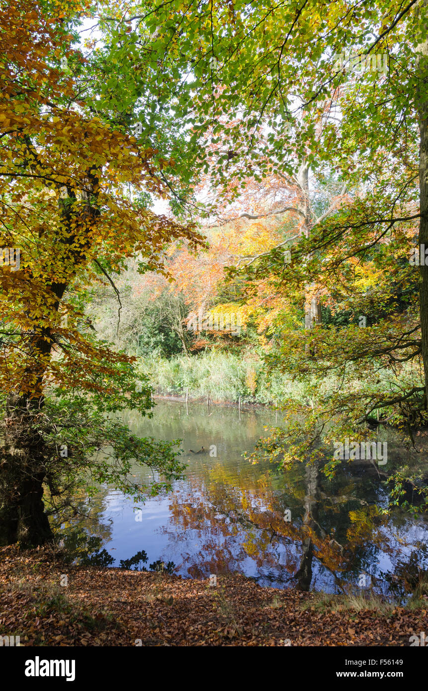 Autumn colour at Leasowes Park in Halesowen, West Midlands Stock Photo