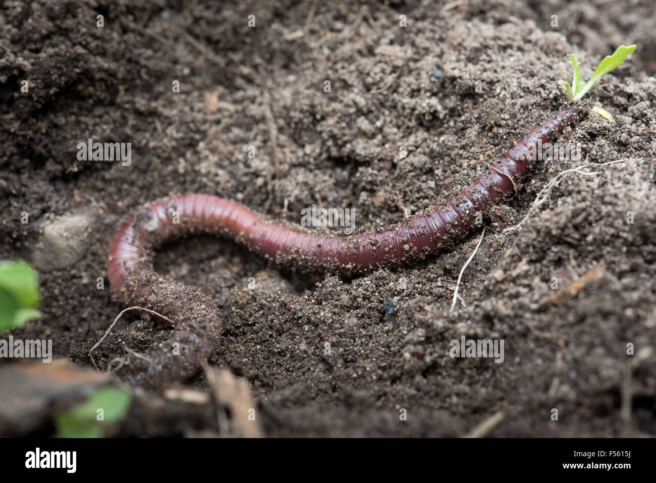 02.05.2015, Berlin, Berlin, Germany  - The earthworms (Lumbricidae) are living in the soil, articulated worms from the order of the oligochaeta (Oligochaeta). 00Y150502D001CAROEX.JPG - NOT for SALE in G E R M A N Y, A U S T R I A, S W I T Z E R L A N D [MODEL RELEASE: NOT APPLICABLE, PROPERTY RELEASE: NO (c) caro photo agency / Teich, http://www.caro-images.pl, info@carofoto.pl - In case of using the picture for non-journalistic purposes, please contact the agency - the picture is subject to royalty!] Stock Photo