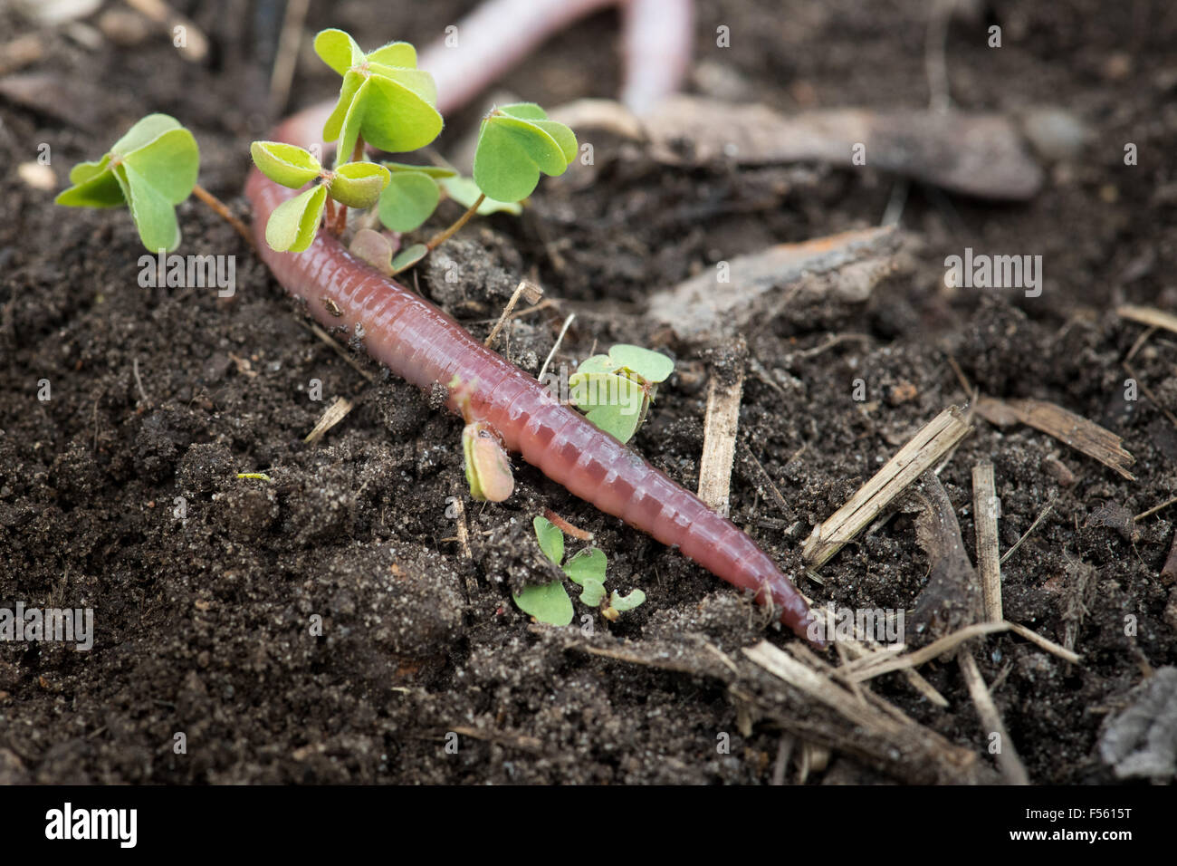 02.05.2015, Berlin, Berlin, Germany  - The earthworms (Lumbricidae) are living in the soil, articulated worms from the order of the oligochaeta (Oligochaeta). 00Y150502D003CAROEX.JPG - NOT for SALE in G E R M A N Y, A U S T R I A, S W I T Z E R L A N D [MODEL RELEASE: NOT APPLICABLE, PROPERTY RELEASE: NO (c) caro photo agency / Teich, http://www.caro-images.pl, info@carofoto.pl - In case of using the picture for non-journalistic purposes, please contact the agency - the picture is subject to royalty!] Stock Photo