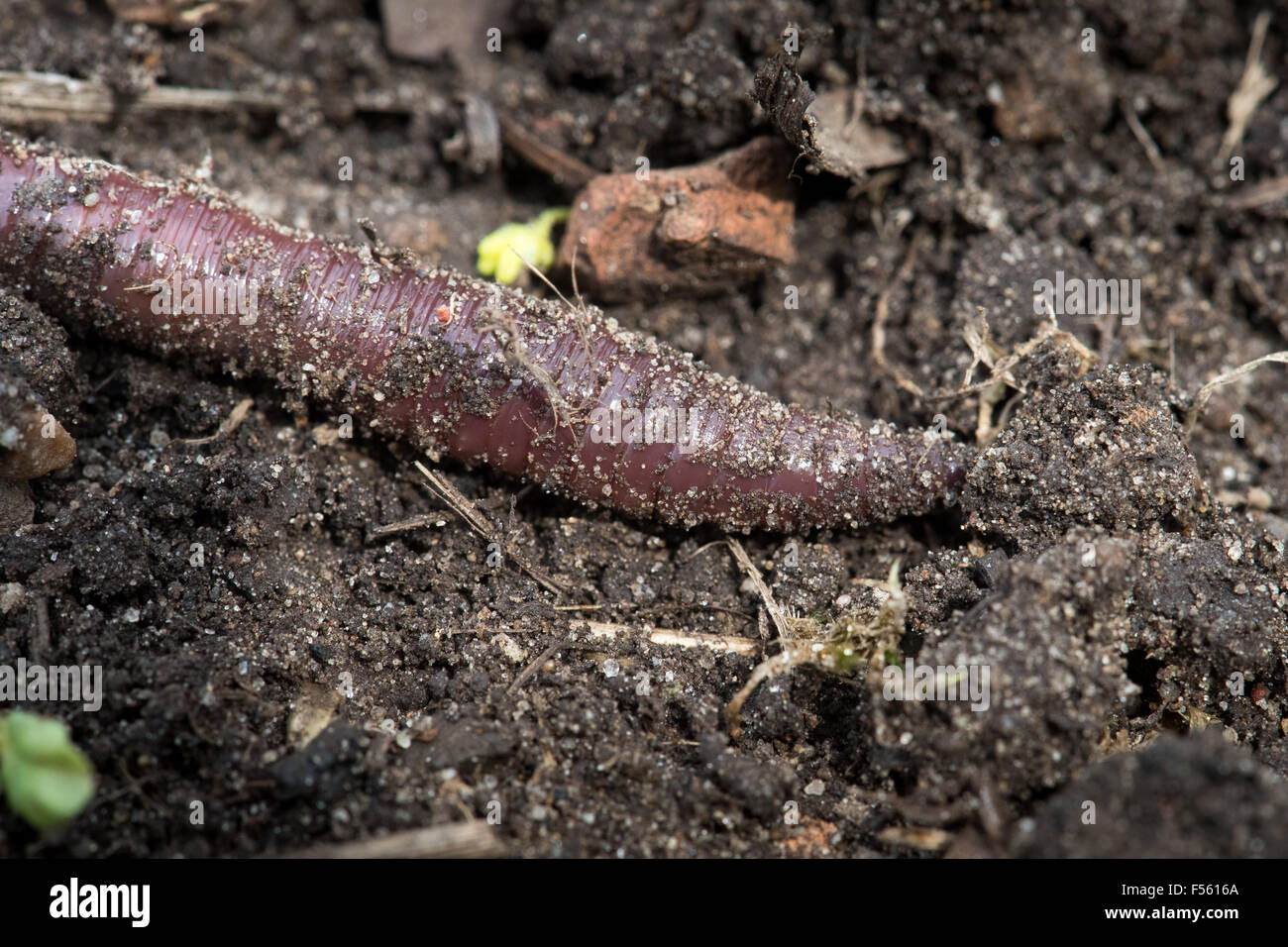 02.05.2015, Berlin, Berlin, Germany  - The earthworms (Lumbricidae) are living in the soil, articulated worms from the order of the oligochaeta (Oligochaeta). 00Y150502D007CAROEX.JPG - NOT for SALE in G E R M A N Y, A U S T R I A, S W I T Z E R L A N D [MODEL RELEASE: NOT APPLICABLE, PROPERTY RELEASE: NO (c) caro photo agency / Teich, http://www.caro-images.pl, info@carofoto.pl - In case of using the picture for non-journalistic purposes, please contact the agency - the picture is subject to royalty!] Stock Photo