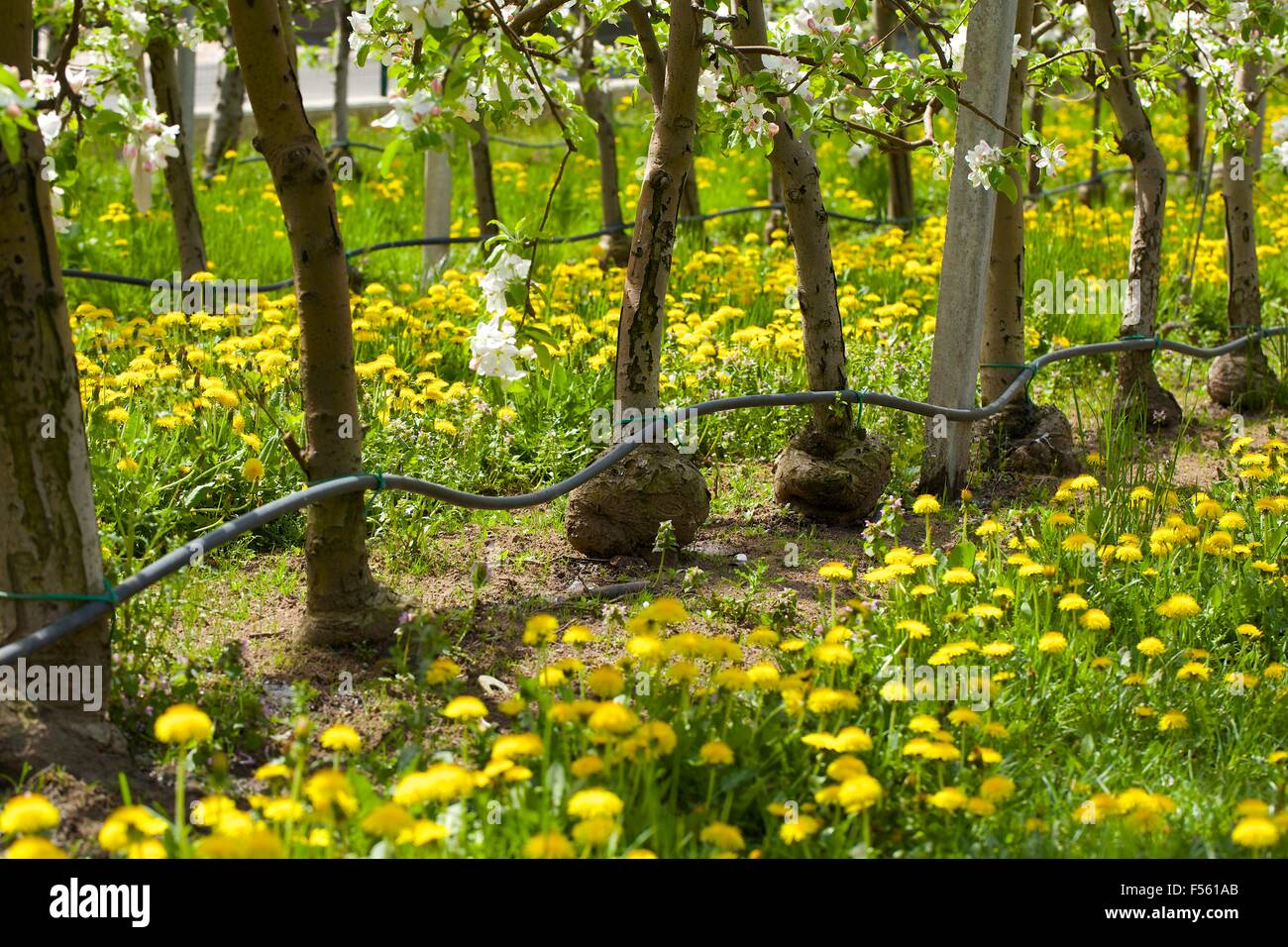 Drip irrigation system Stock Photo - Alamy