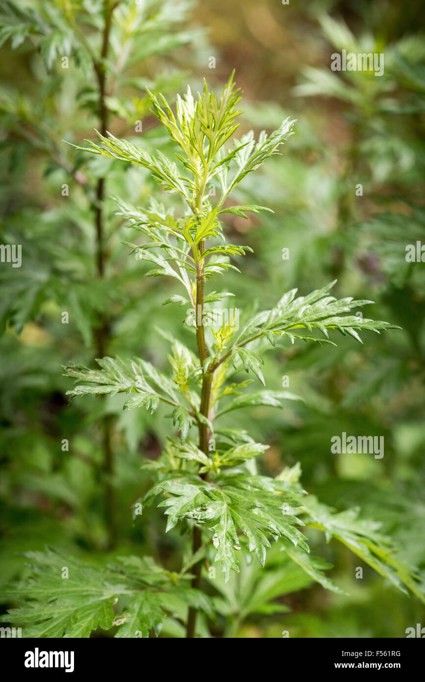 14.06.2015, Berlin, Berlin, Germany  - The common ragweed or the ragweed (Ambrosia artemisiifolia) originated in America and was imported about 150 years ago in Europe. As invasive neophyte the mugwort ambrosia has spread stronger here in recent years. Since the plant has a high allergenic potential, individual plants should already be reliably detected and eliminated. 00Y150614D002CAROEX.JPG - NOT for SALE in G E R M A N Y, A U S T R I A, S W I T Z E R L A N D [MODEL RELEASE: NOT APPLICABLE, PROPERTY RELEASE: NO (c) caro photo agency / Teich, http://www.caro-images.pl, info@carofoto.pl - In c Stock Photo