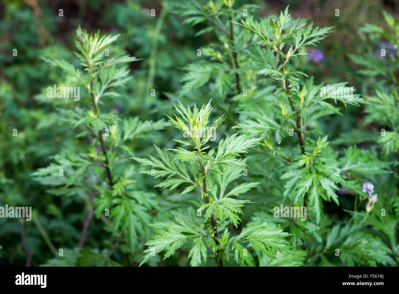 14.06.2015, Berlin, Berlin, Germany  - The common ragweed or the ragweed (Ambrosia artemisiifolia) originated in America and was imported about 150 years ago in Europe. As invasive neophyte the mugwort ambrosia has spread stronger here in recent years. Since the plant has a high allergenic potential, individual plants should already be reliably detected and eliminated. 00Y150614D003CAROEX.JPG - NOT for SALE in G E R M A N Y, A U S T R I A, S W I T Z E R L A N D [MODEL RELEASE: NOT APPLICABLE, PROPERTY RELEASE: NO (c) caro photo agency / Teich, http://www.caro-images.pl, info@carofoto.pl - In c Stock Photo