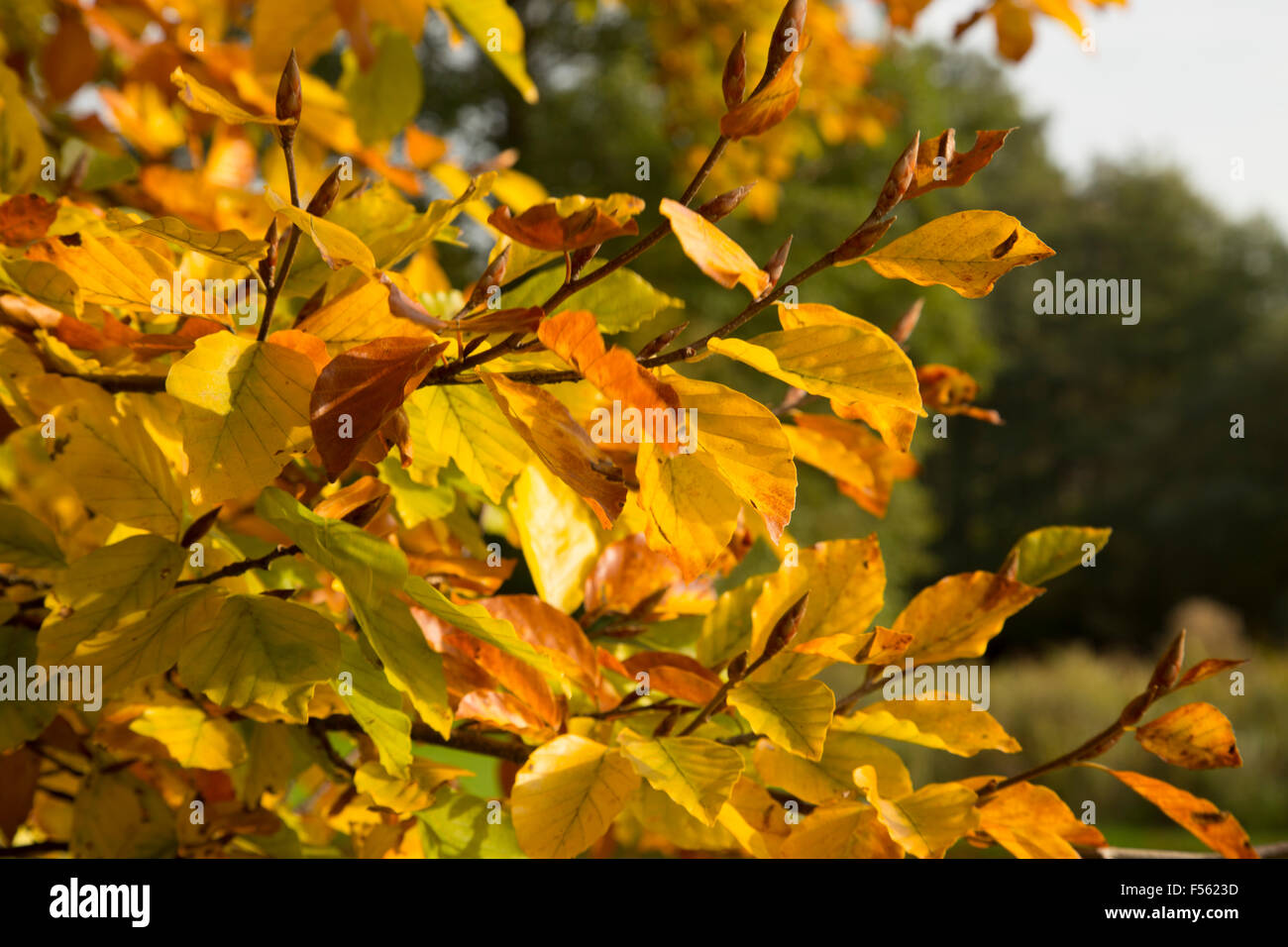 Beautiful autumn leaves in brown and yellows Stock Photo