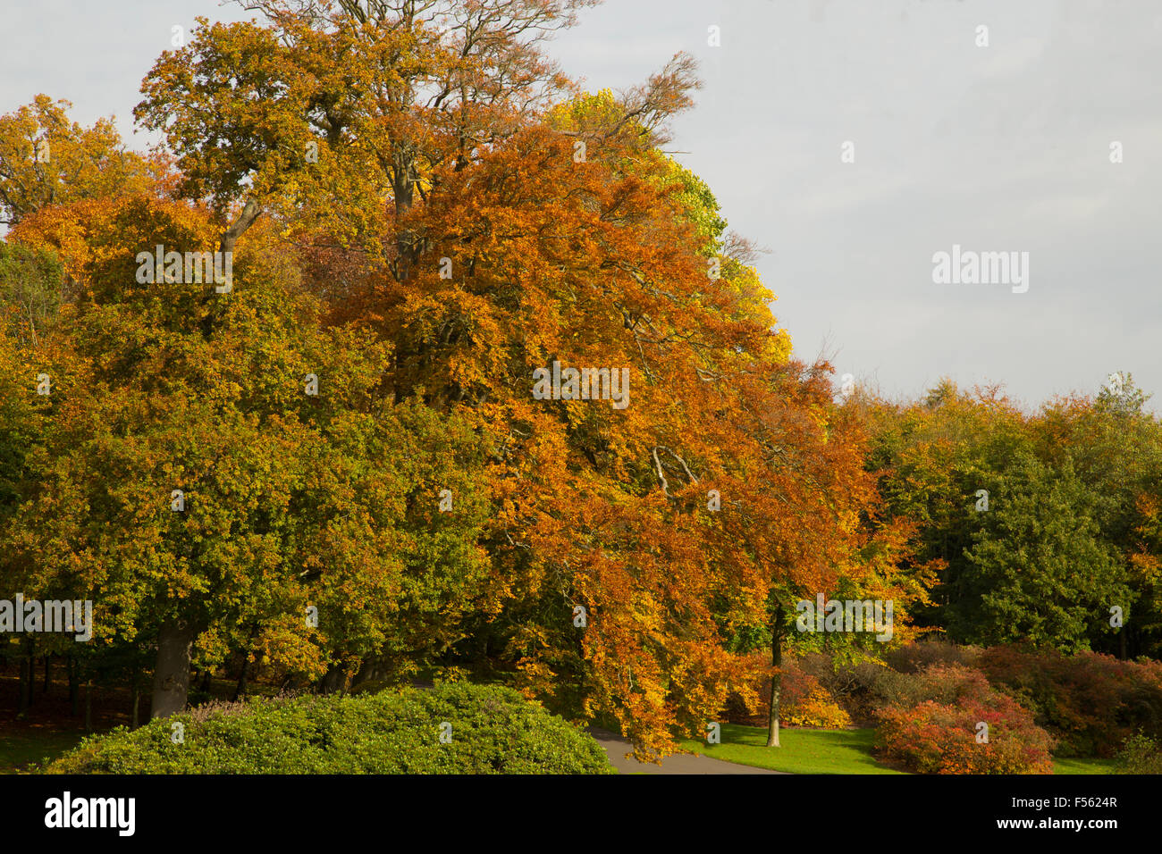 Stunning changing leaved tree as part of a fall / autumn landscape Stock Photo
