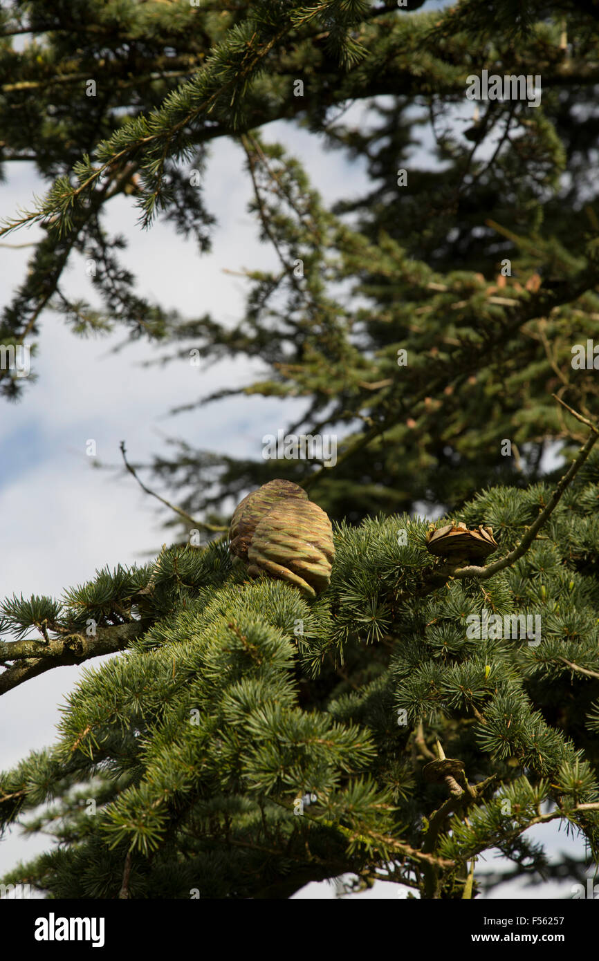 Pine Cone / Fir Cone on a bushy pine / fire tree Stock Photo