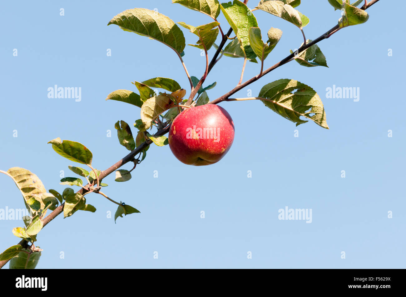 McIntosh apple growing on a tree. Stock Photo