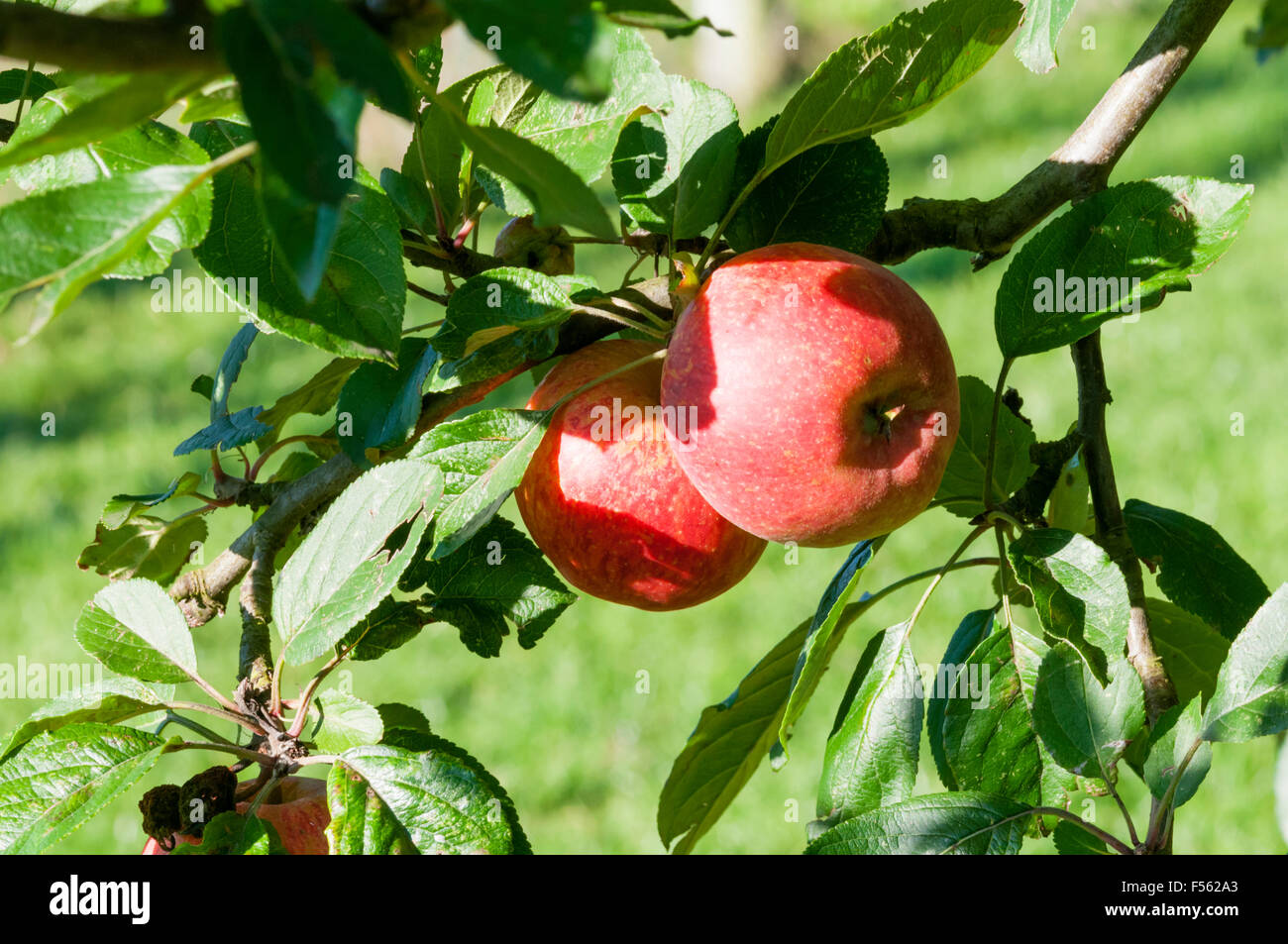 Two apples of the variety Kidd's Orange Red growing on a tree. Stock Photo