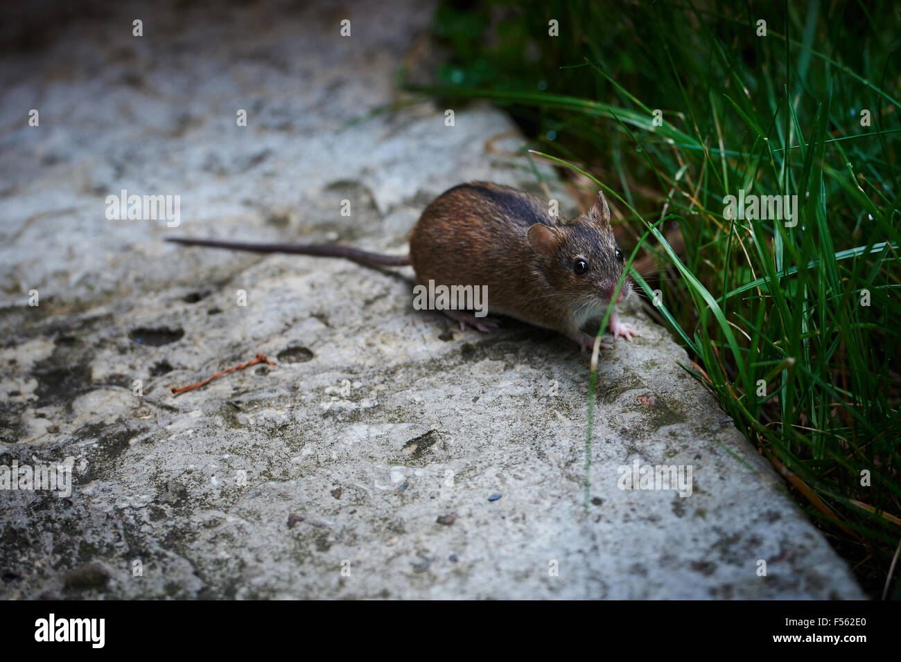 19.07.2015, Berlin, Berlin, Germany  - The fire mouse (Apodemus agrarius) counts within the family of muridae (Muridae) to the kind of wood mice (Apodemus). In English, the Fire Mouse Striped field mouse is called. 00Y150719D002CAROEX.JPG - NOT for SALE in G E R M A N Y, A U S T R I A, S W I T Z E R L A N D [MODEL RELEASE: NOT APPLICABLE, PROPERTY RELEASE: NO (c) caro photo agency / Teich, http://www.caro-images.pl, info@carofoto.pl - In case of using the picture for non-journalistic purposes, please contact the agency - the picture is subject to royalty!] Stock Photo