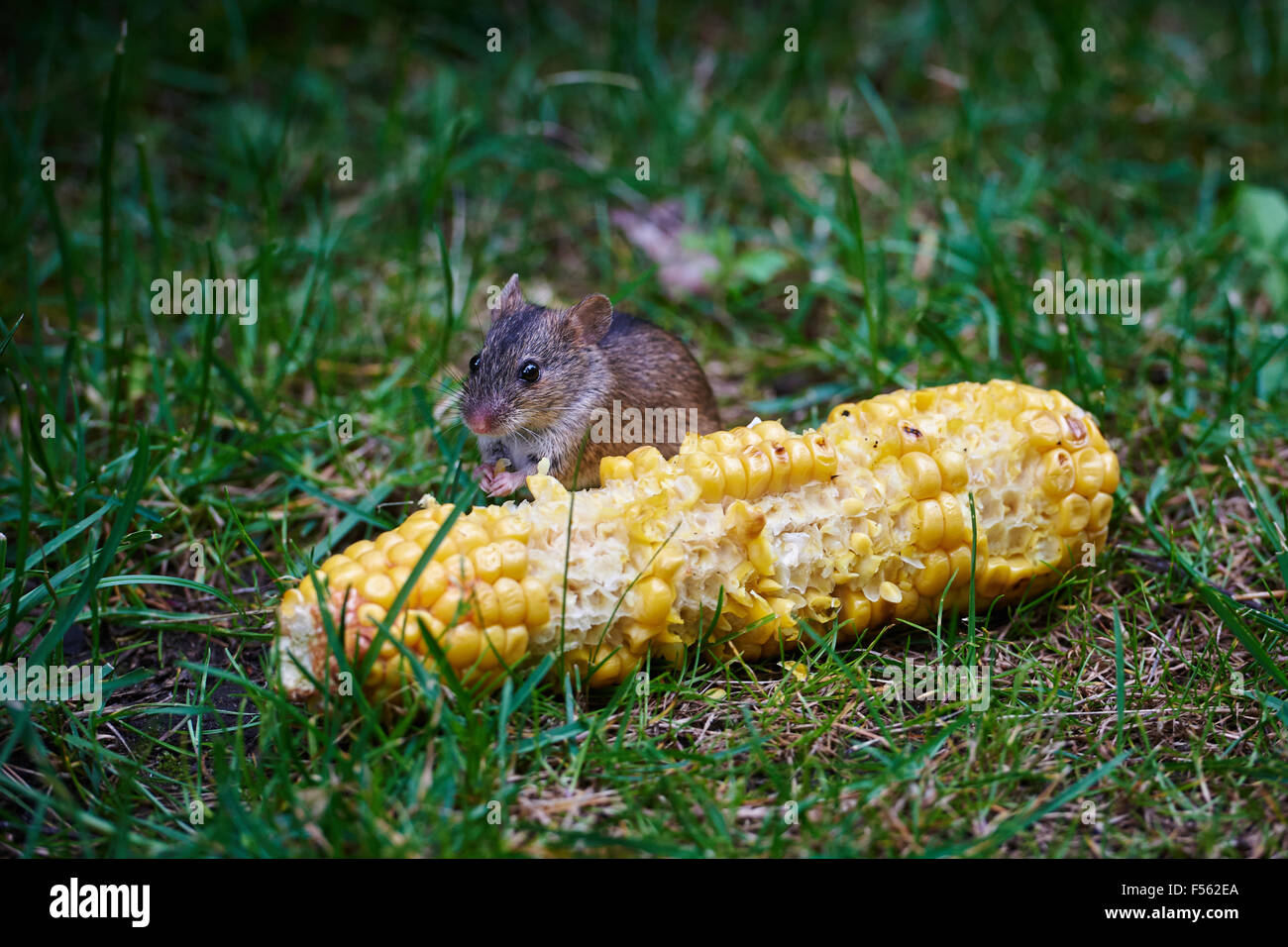 19.07.2015, Berlin, Berlin, Germany  - The fire mouse (Apodemus agrarius) counts within the family of muridae (Muridae) to the kind of wood mice (Apodemus). In English, the Fire Mouse Striped field mouse is called. 00Y150719D004CAROEX.JPG - NOT for SALE in G E R M A N Y, A U S T R I A, S W I T Z E R L A N D [MODEL RELEASE: NOT APPLICABLE, PROPERTY RELEASE: NO (c) caro photo agency / Teich, http://www.caro-images.pl, info@carofoto.pl - In case of using the picture for non-journalistic purposes, please contact the agency - the picture is subject to royalty!] Stock Photo