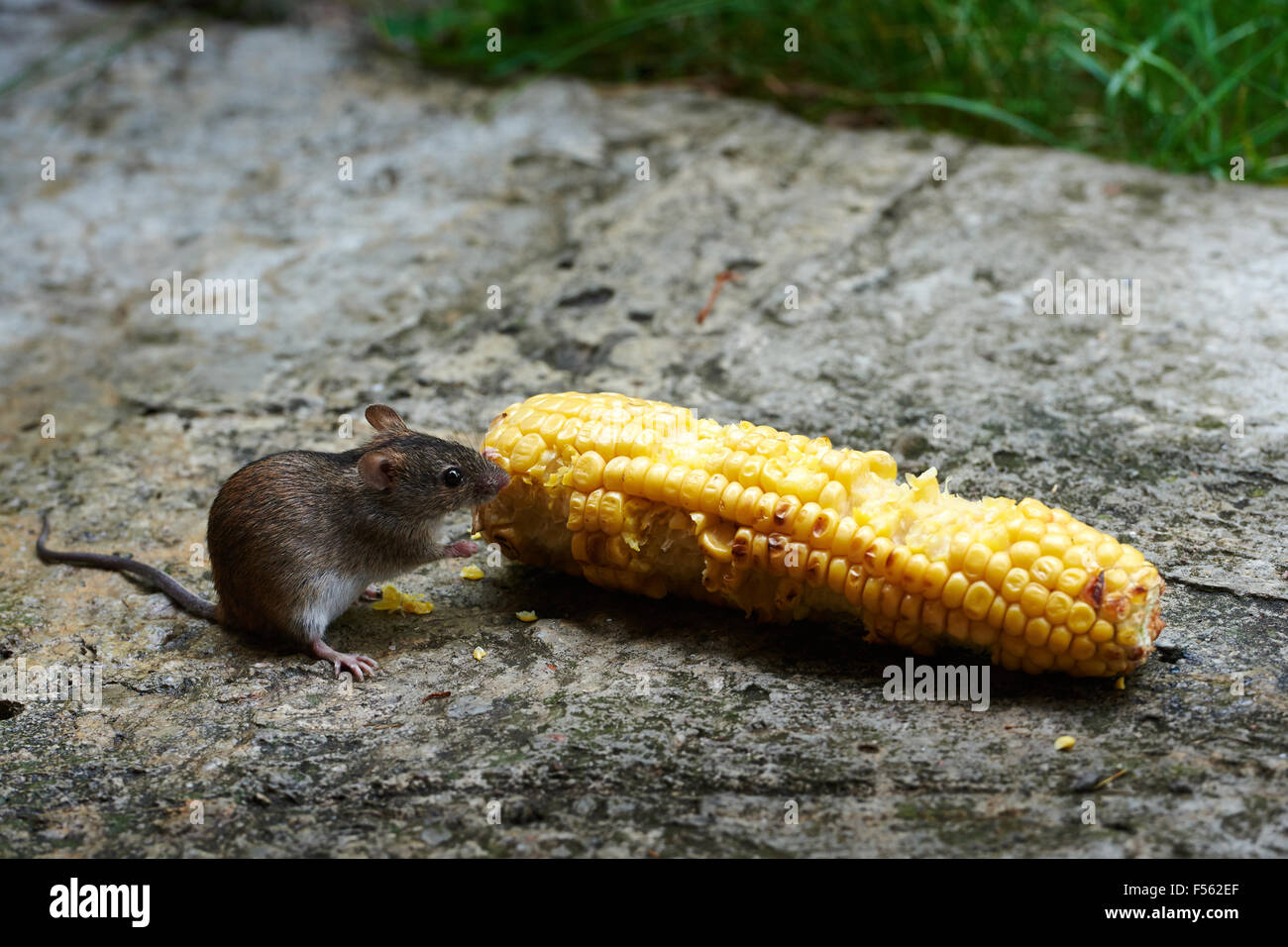 19.07.2015, Berlin, Berlin, Germany  - The fire mouse (Apodemus agrarius) counts within the family of muridae (Muridae) to the kind of wood mice (Apodemus). In English, the Fire Mouse Striped field mouse is called. 00Y150719D005CAROEX.JPG - NOT for SALE in G E R M A N Y, A U S T R I A, S W I T Z E R L A N D [MODEL RELEASE: NOT APPLICABLE, PROPERTY RELEASE: NO (c) caro photo agency / Teich, http://www.caro-images.pl, info@carofoto.pl - In case of using the picture for non-journalistic purposes, please contact the agency - the picture is subject to royalty!] Stock Photo