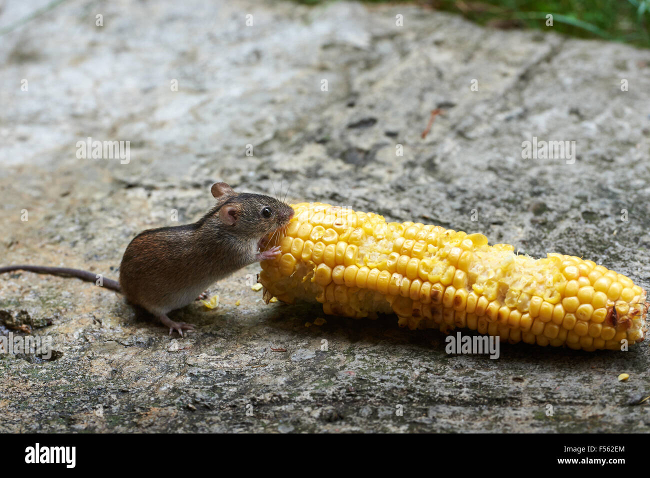 19.07.2015, Berlin, Berlin, Germany  - The fire mouse (Apodemus agrarius) counts within the family of muridae (Muridae) to the kind of wood mice (Apodemus). In English, the Fire Mouse Striped field mouse is called. 00Y150719D006CAROEX.JPG - NOT for SALE in G E R M A N Y, A U S T R I A, S W I T Z E R L A N D [MODEL RELEASE: NOT APPLICABLE, PROPERTY RELEASE: NO (c) caro photo agency / Teich, http://www.caro-images.pl, info@carofoto.pl - In case of using the picture for non-journalistic purposes, please contact the agency - the picture is subject to royalty!] Stock Photo