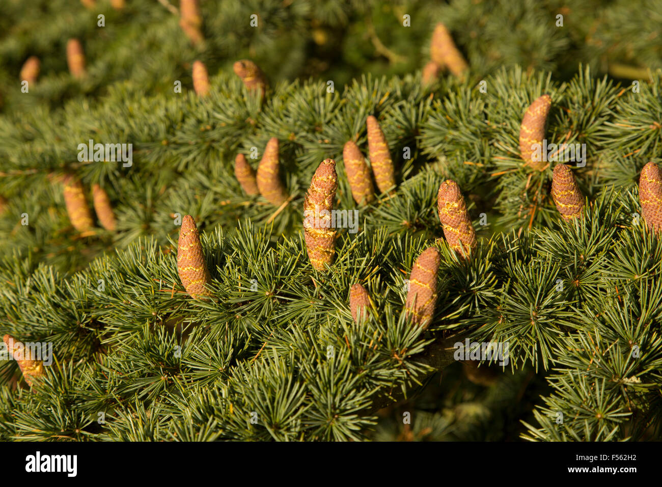 Pine Cone / Fir Cone on a bushy pine / fire tree Stock Photo