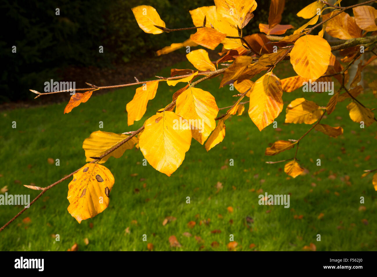 Beautiful fall leaves Stock Photo