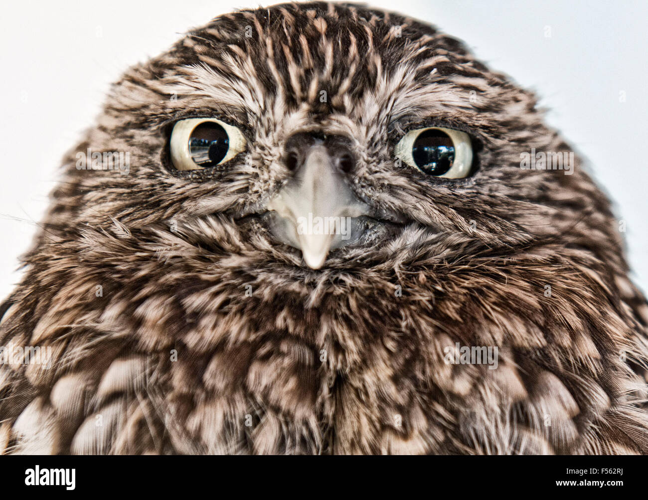 Europaeischer Steinkauz, Athene Noctua, little owl Stock Photo