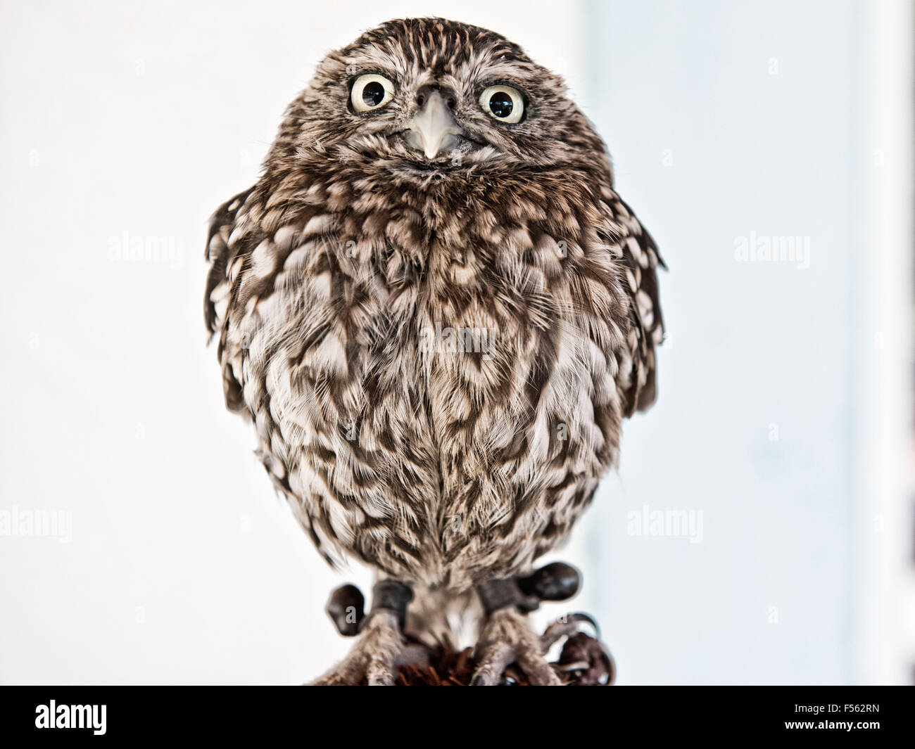 Europaeischer Steinkauz, Athene Noctua, little owl Stock Photo