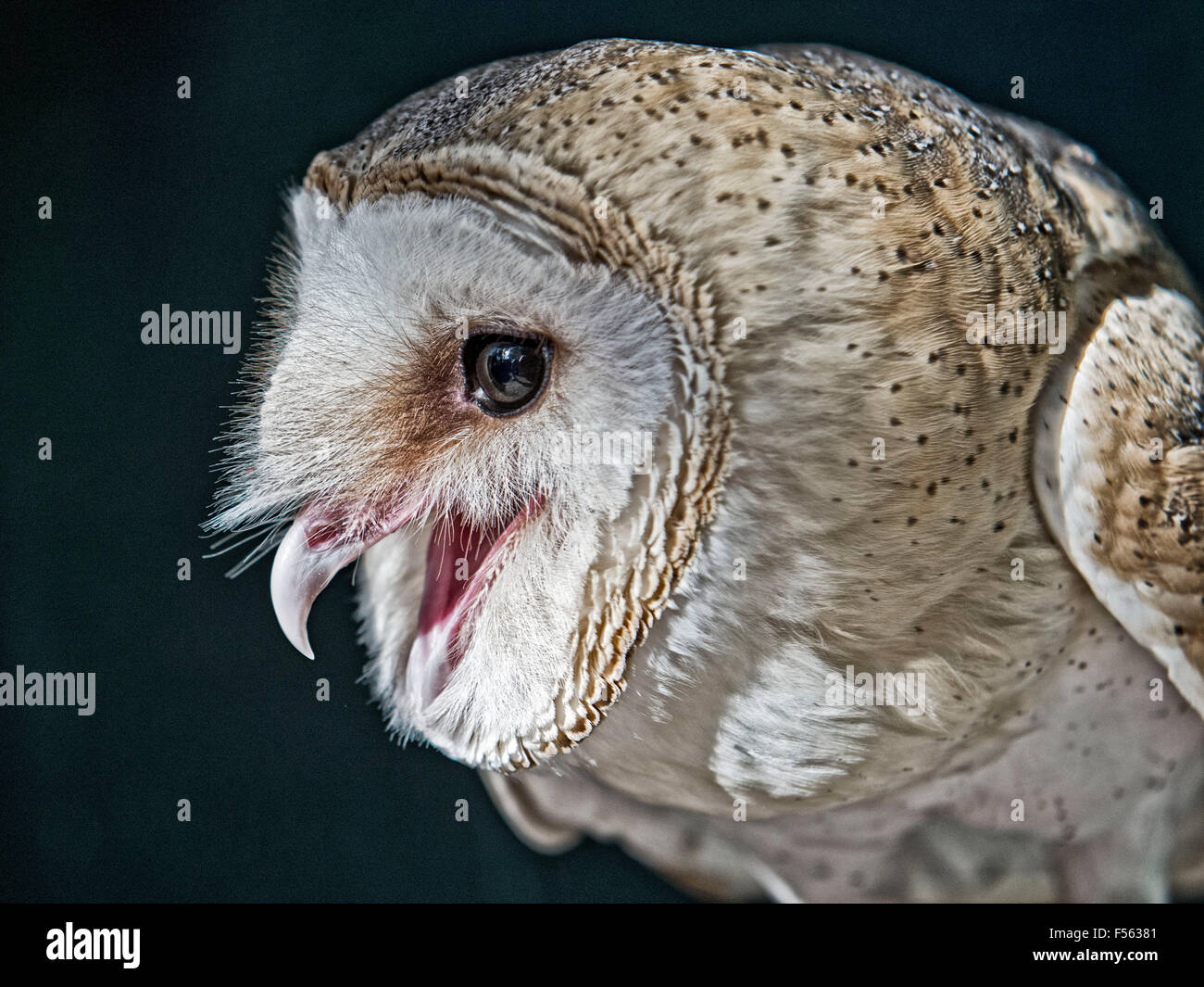 Schleiereule, Tyto Alba, barn owl, screech owl, Tytonidae Stock Photo