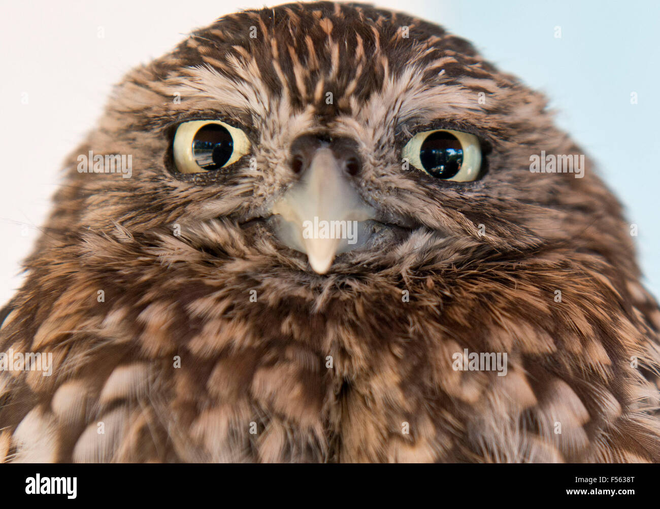 Europaeischer Steinkauz, Athene Noctua, little owl Stock Photo