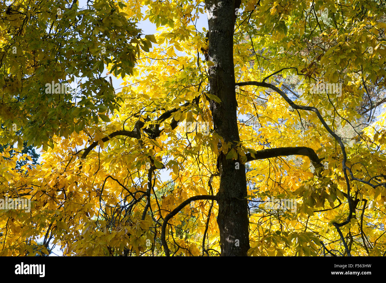 Carya ovata. Shagbark hickory tree in autumn Stock Photo