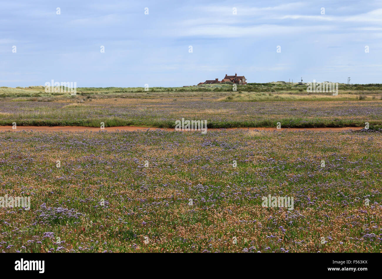 Saltmarshes at Brancaster on the Norfolk coast covered in wild flowers. Stock Photo