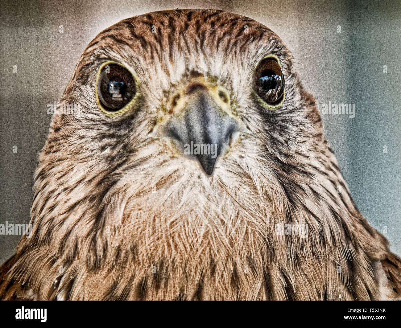 Falke Falcon Cernicalo Comun Falco Tinnunculus Turmfalke Kestrel Stock Photo Alamy
