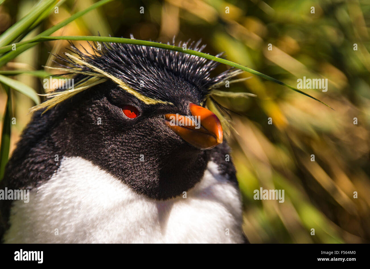 Rock-hopper Penguin! Stock Photo