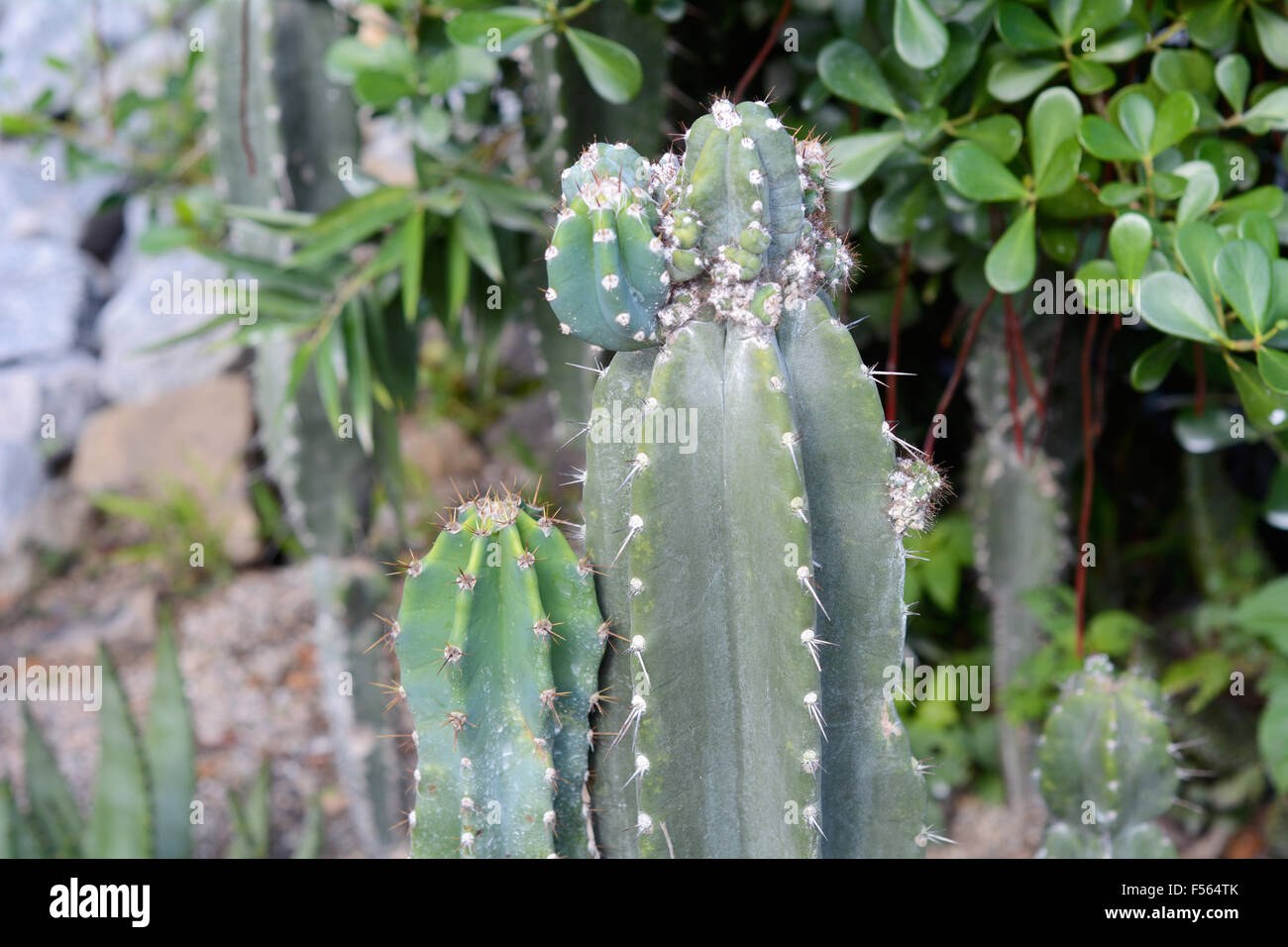 Different cactus and other plants in a botanical garden in Rio de Janeiro, Brazil. Stock Photo