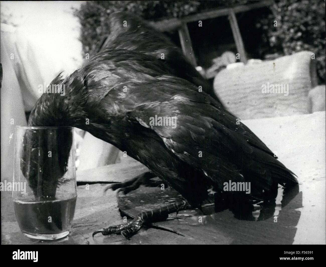 1968 - Beer Is Something To Crow About!: Jackie the crow loves his glass of beer or stout. just as long as Mr. John Burkett does not forget to put out his daily ration. The Burkett family have many friends at their Lincolnshire home. © Keystone Pictures USA/ZUMAPRESS.com/Alamy Live News Stock Photo