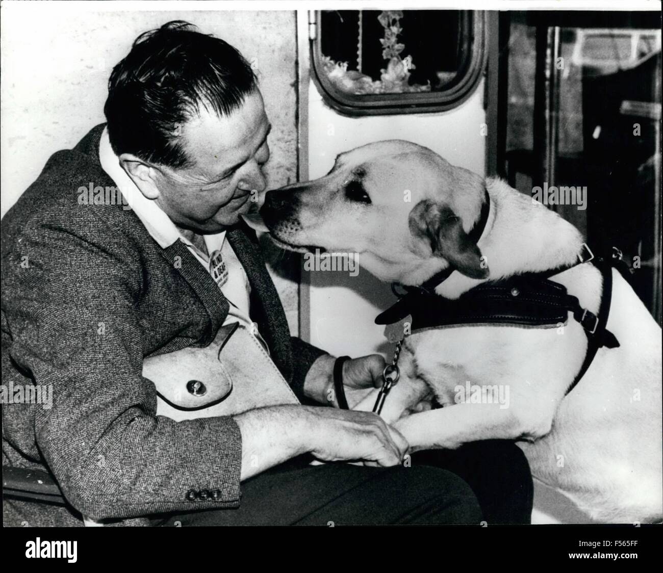 eye patch for blind dog