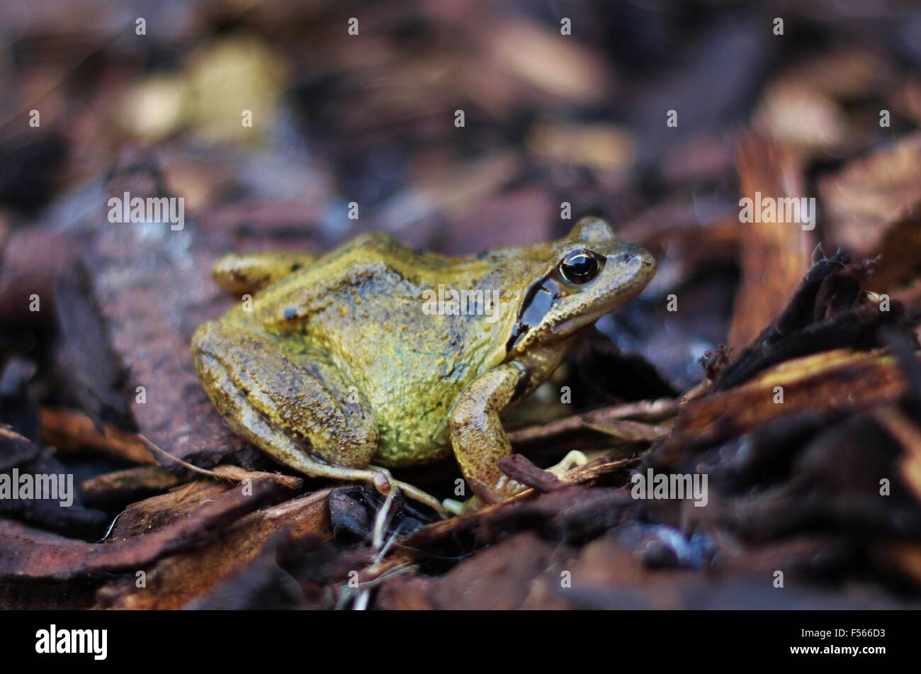 English frog hires stock photography and images Alamy