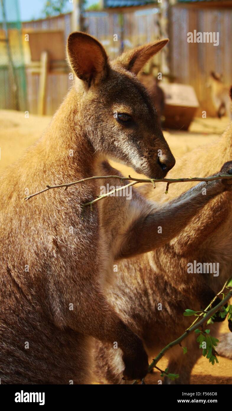 Zoo animal, joey, kangaroo, wallabies, wallaby Stock Photo