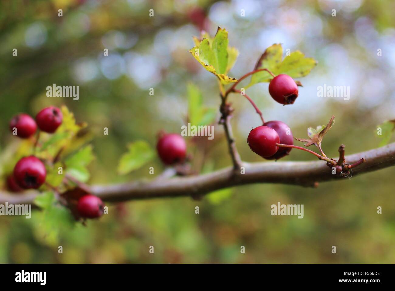 Wild berries in nature hi-res stock photography and images - Alamy