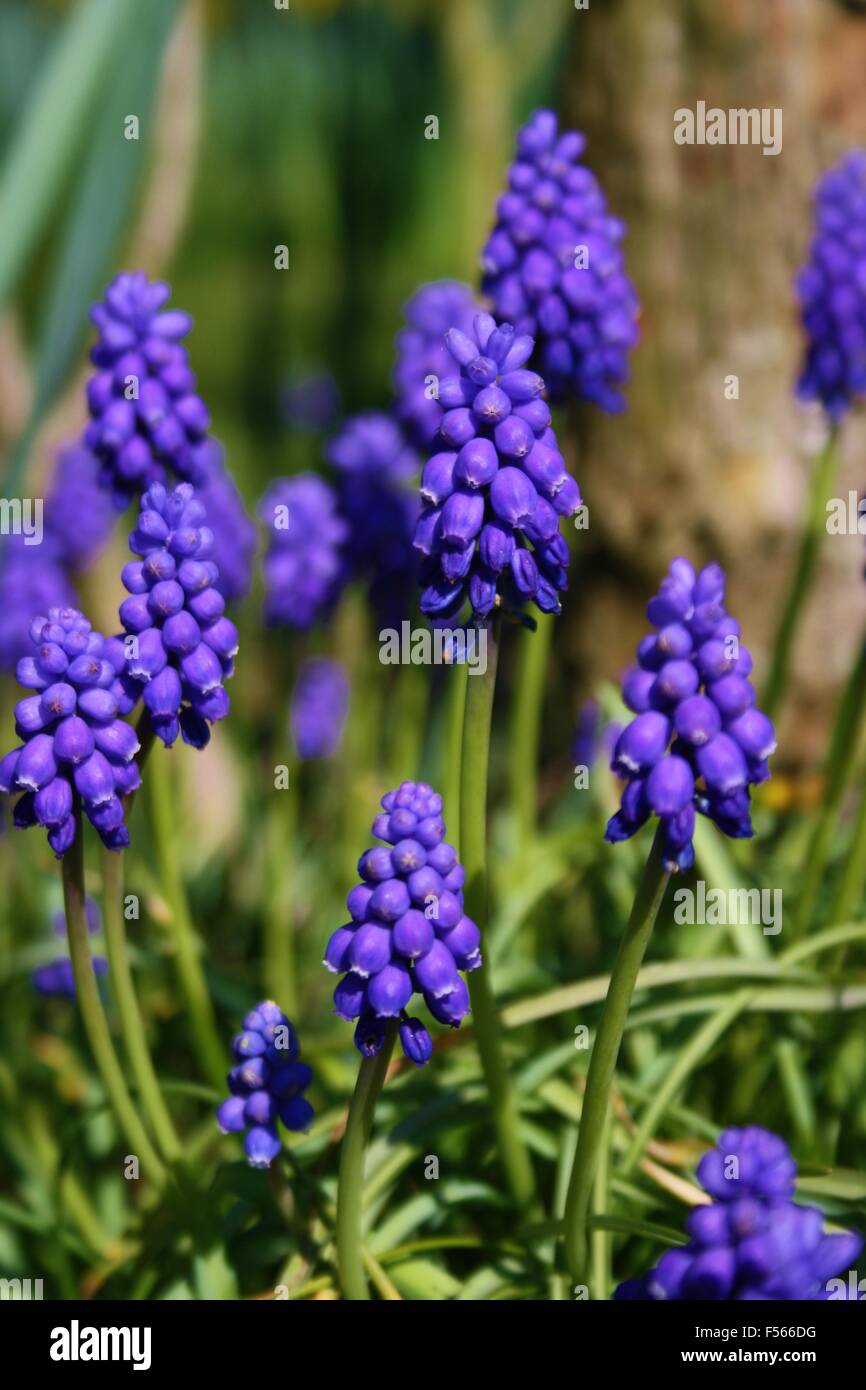 Grape Hyacinth Blue Bell Bluebell Flower Spring Flowera Stock Photo Alamy