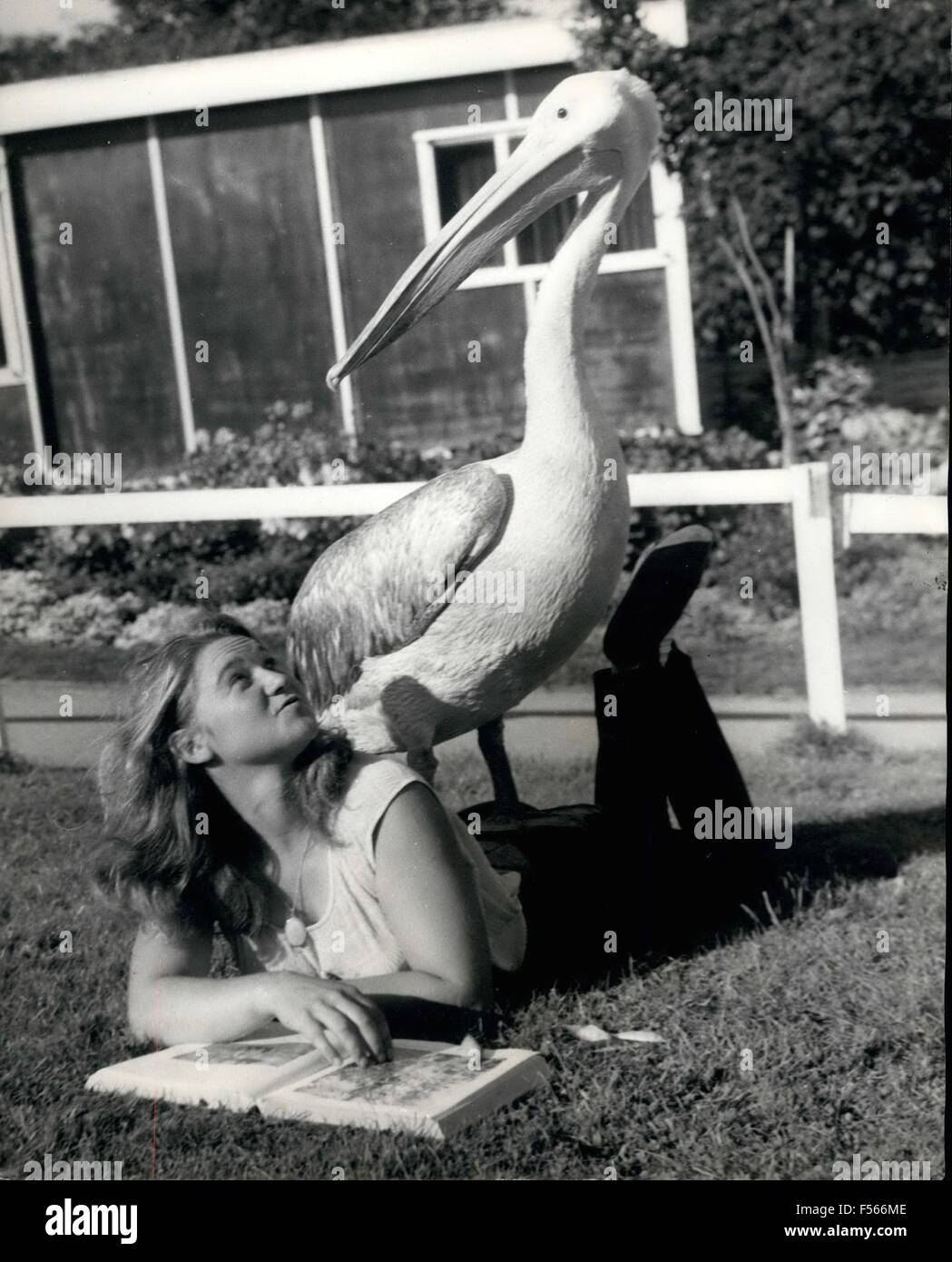1968 - How to Pelican can.or, Birds of a Feather: A bird in the hand is worth two in the bush they say - so you're well up on points if you've get two on the grass. Especially if one's a dancing pelican and the other a pretty girl - you can ignore proverbs. 20-years-old blonde Gillian Houghton, of Plymouth, was reading peacefully on the grass in the garden when suddenly a Pelican appeared, and clambered rudely on her back. Not only that - he stayed there and decided this was the place to relax. Gillian didn't seem to mind as this is the sort of thing that always happens around where she liv Stock Photo