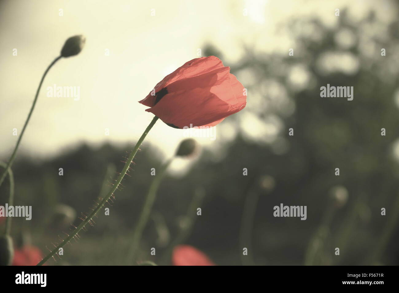 A closeup of a poppy flower on a cool spring day in Lebanon Stock Photo ...