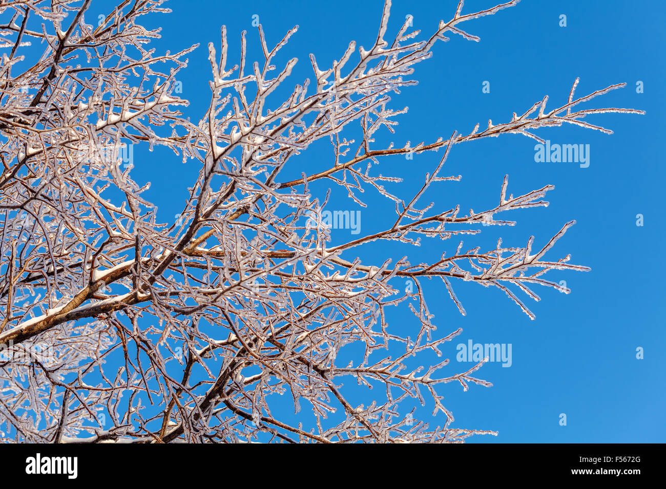 Frozen Branches of Tree after Icy Rain Stock Photo