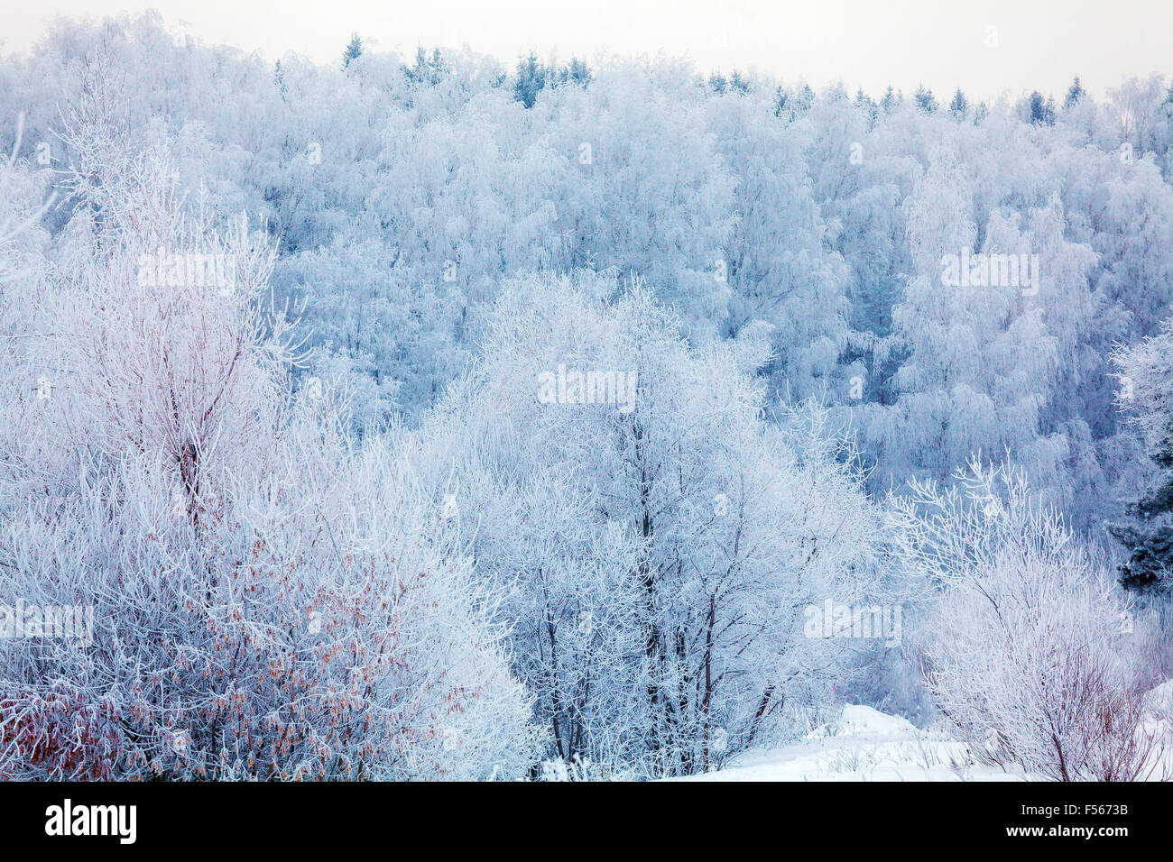 Snowy Winter Forest Landscape Stock Photo - Alamy