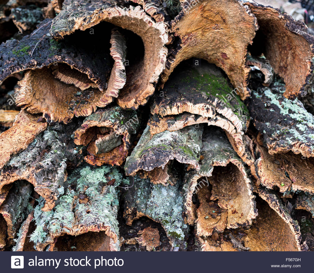 Cork Tree Stock Photos & Cork Tree Stock Images Alamy