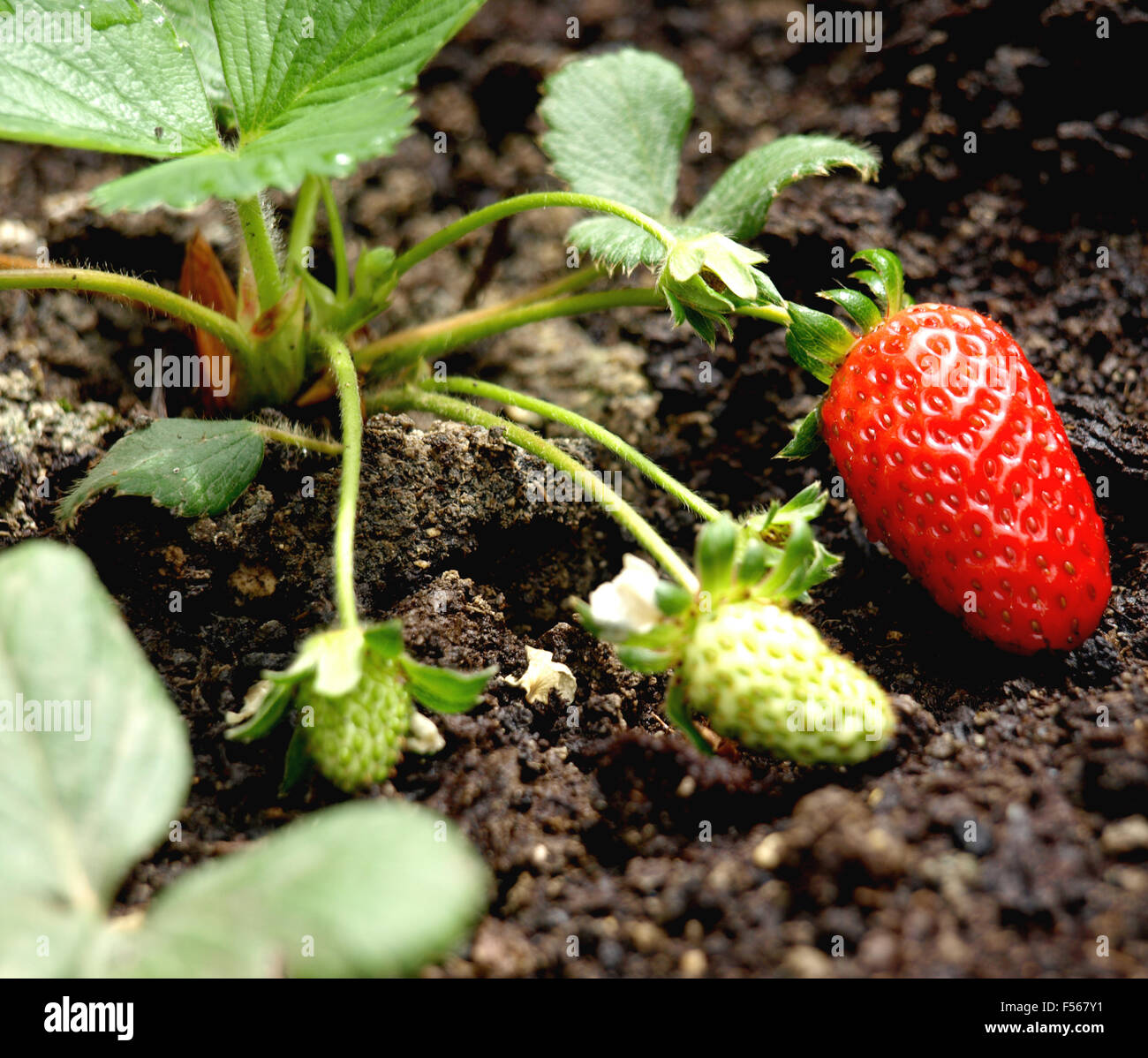 Strawberry seedlings grown in a pot on the terrace Stock Photo - Alamy