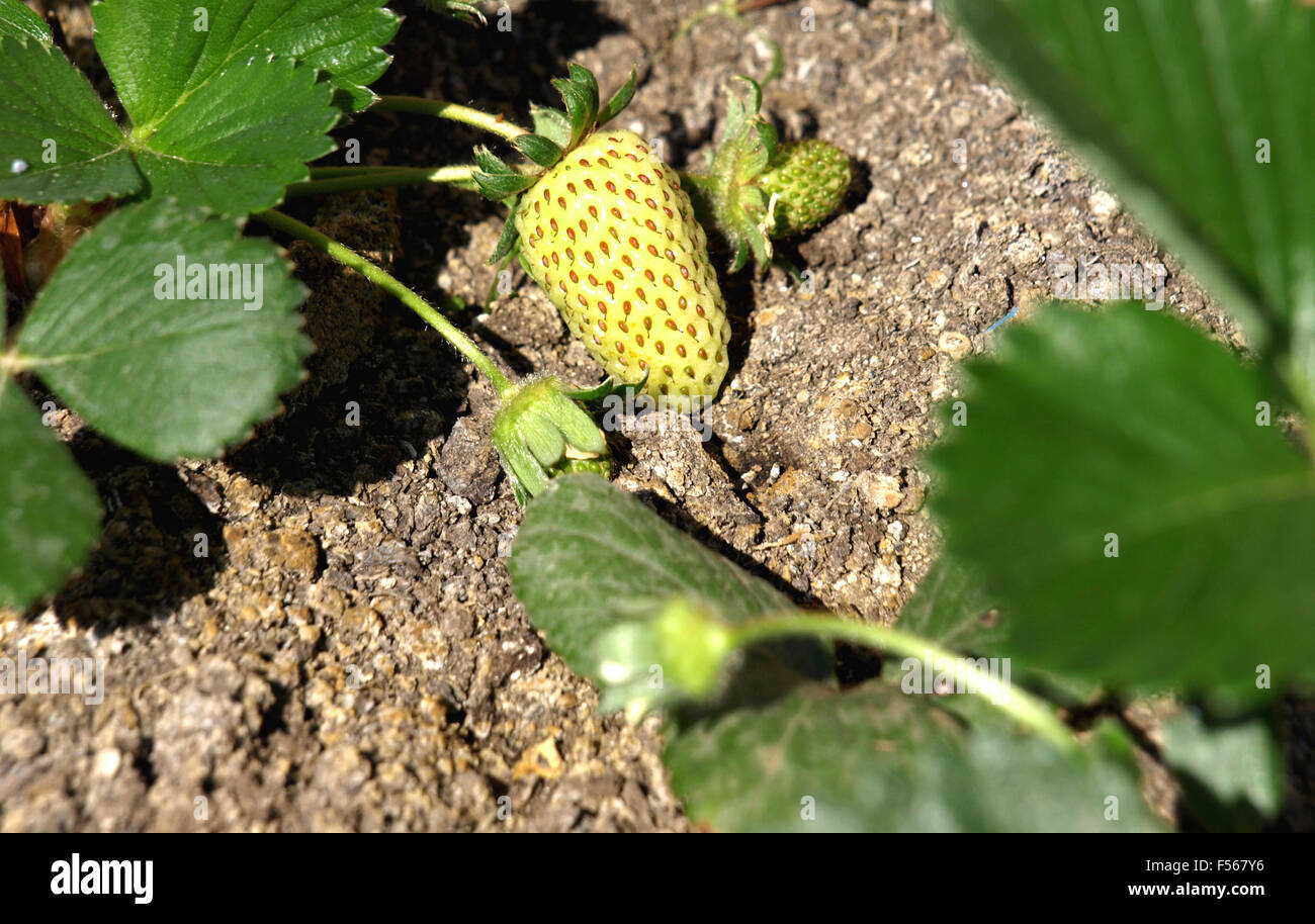 Strawberry seedlings grown in a pot on the terrace Stock Photo - Alamy