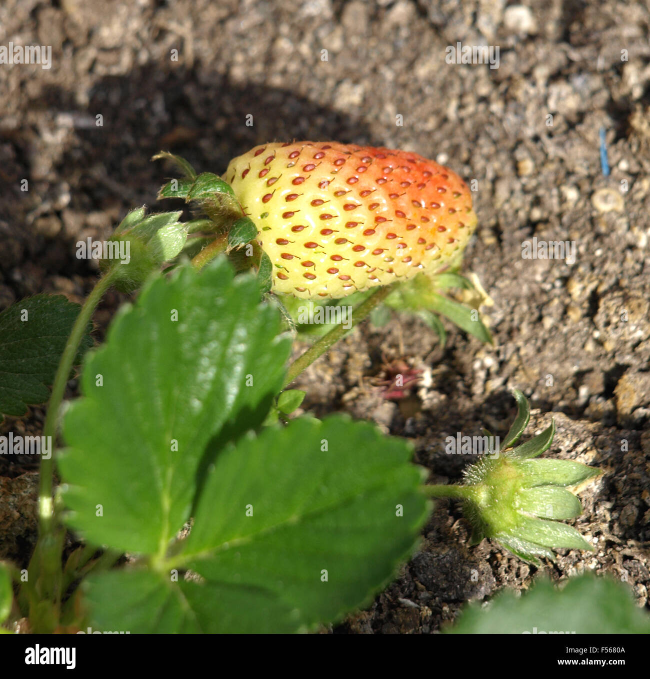Strawberry seedlings grown in a pot on the terrace Stock Photo Alamy