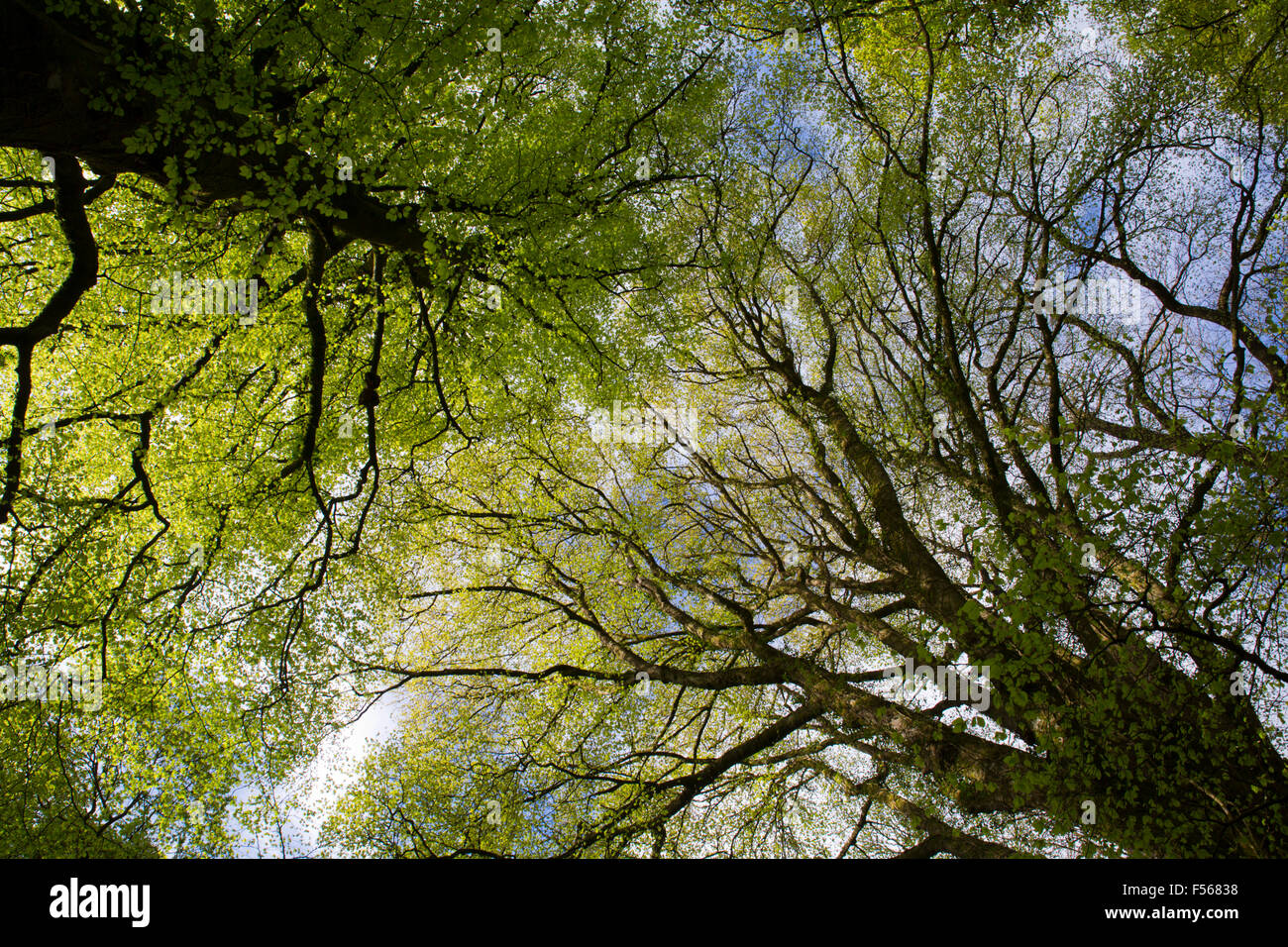 Beech Tree Canopy in Spring;Fagus sylvatica Cornwall; UK Stock Photo