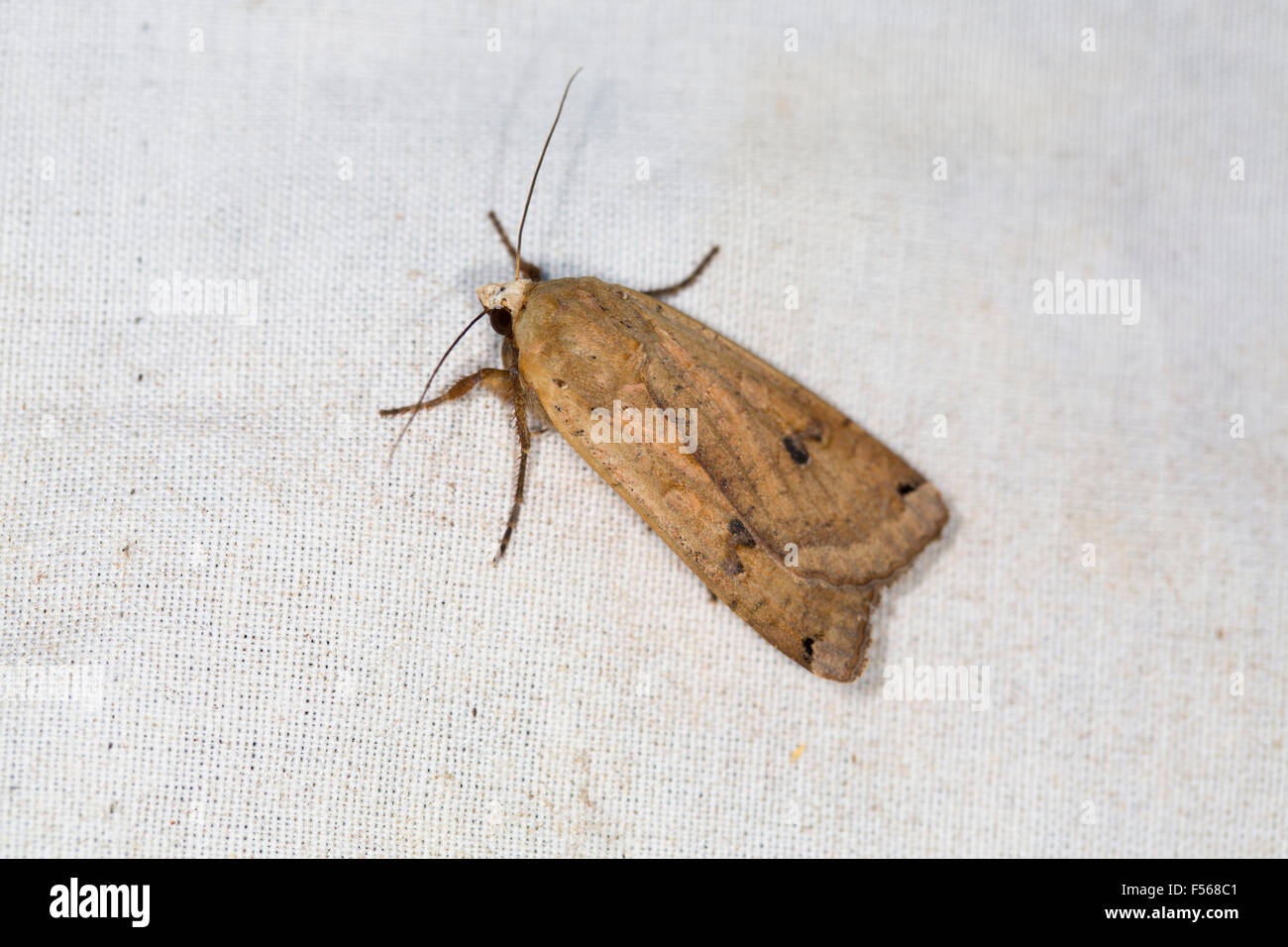Broad Bordered Yellow Underwing Moth; Noctua fimbriata Single on white Cloth UK Stock Photo
