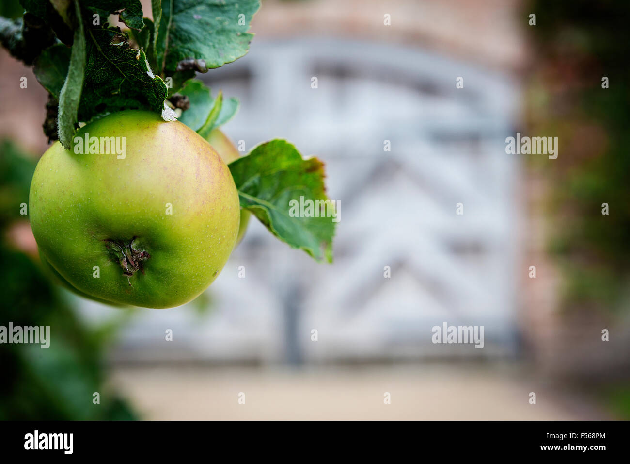 Close up of an apple with a large out of focus wooden gate in the boundary wall at Grappenhall Heys Walled Gardens, Cheshire, UK Stock Photo