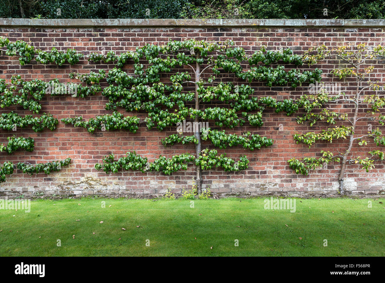 Apple trees, trained to grow horizontally, along the wall at